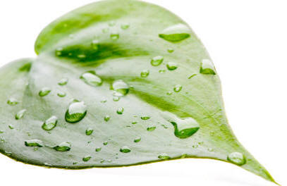 فیلودندرون بالا رونده